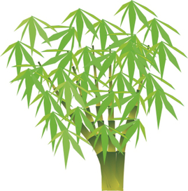 бамбук