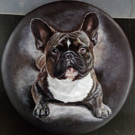 Французский бульдог