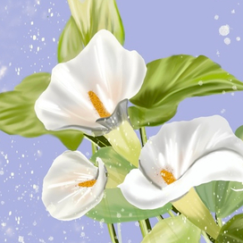 Кала:изящный цветок с характерной формой 