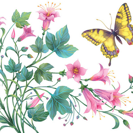 цветы и бабочка