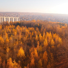 Ноксинский Лес Восток