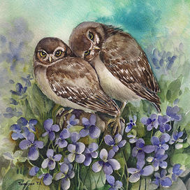 Совы в фиалках