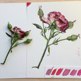 Акварельная роза