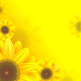 Яркий фон из подсолнухов