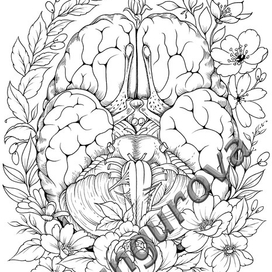 Раскраска Мозг