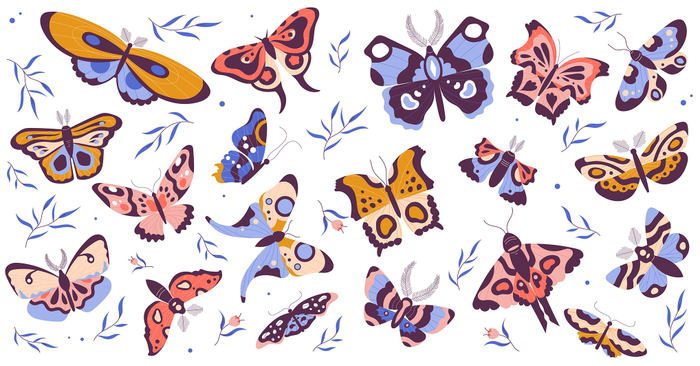 butterfly