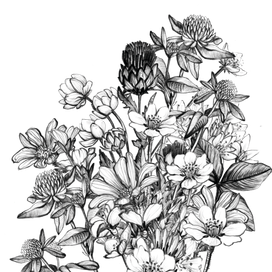 Ботаническая иллюстрация