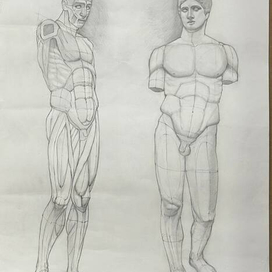 академический рисунок экорше и дорифор