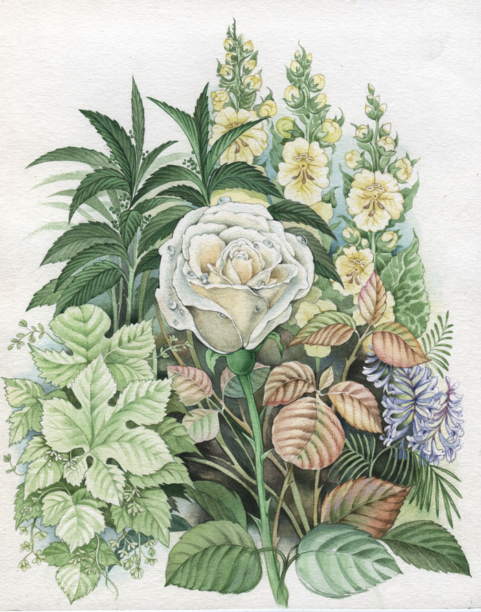 жаба и Роза