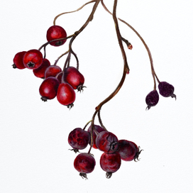 Ботаническая живопись "Боярышник"