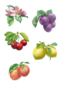 Фрукты для посуды "Корал"