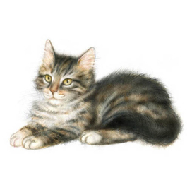 Полосатый котенок