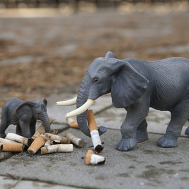 Среда обитания