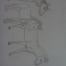 Лошадь,зебра и кулан