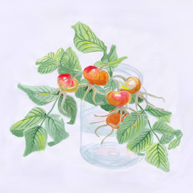 Красавец шиповник