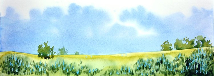 Люпины цветут