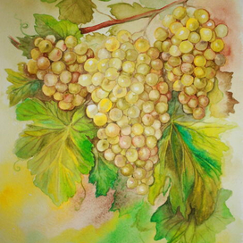 Солнечный виноград