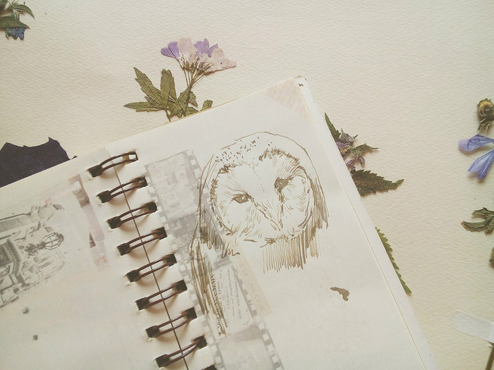 совушка, сова