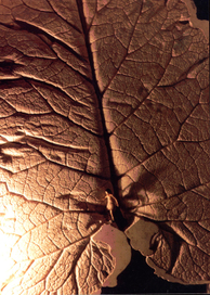  кадр 3 .Высохшие русла гигантского лопуха