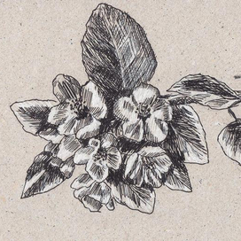 Яблоня цветет