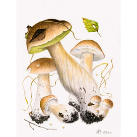 Boletus betulicola