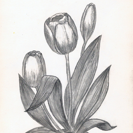 Тюльпаны