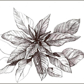 Южное растение