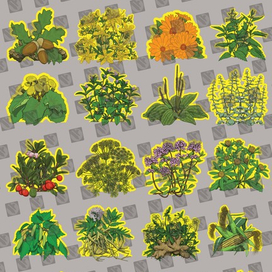 Лекарственные травы