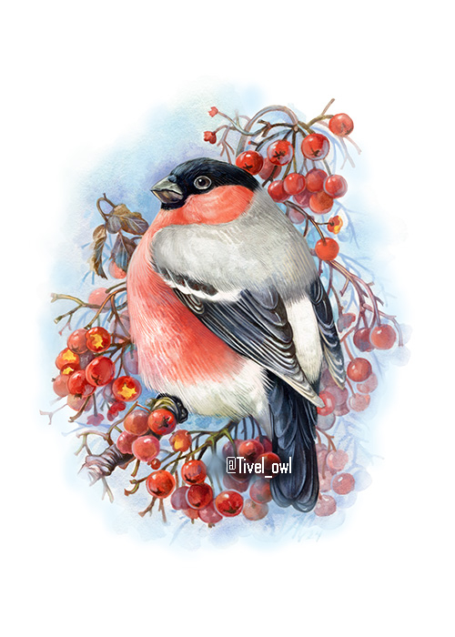 Снегирь на рябине