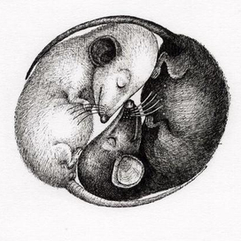 Мышата Инь и Янь.