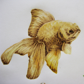 Золотая рыбка