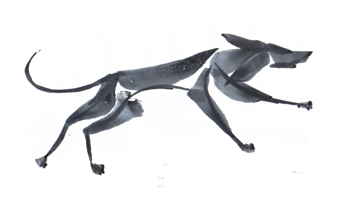 собака породы  выжла