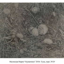 Одуванчики