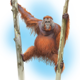 Орангутан