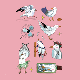 Чайка Акакий