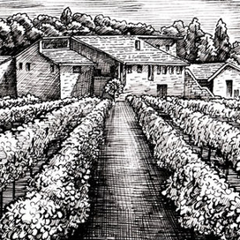 Иллюстрация для этикетки вина