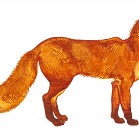 лис в очках