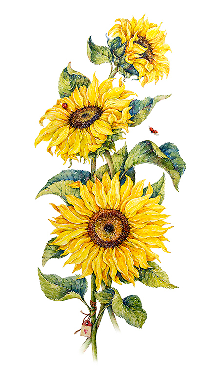 Подсолнухи