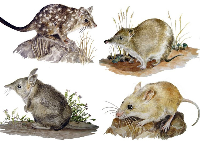 Чудич и бандикуты :)