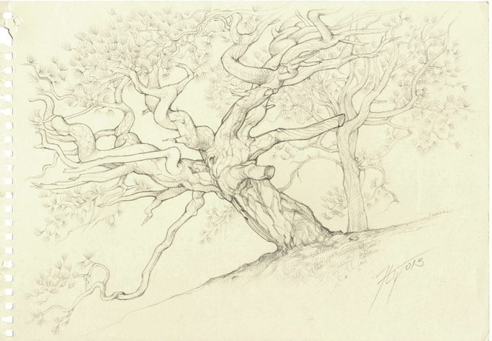 Древняя сосна