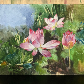 Лотосы