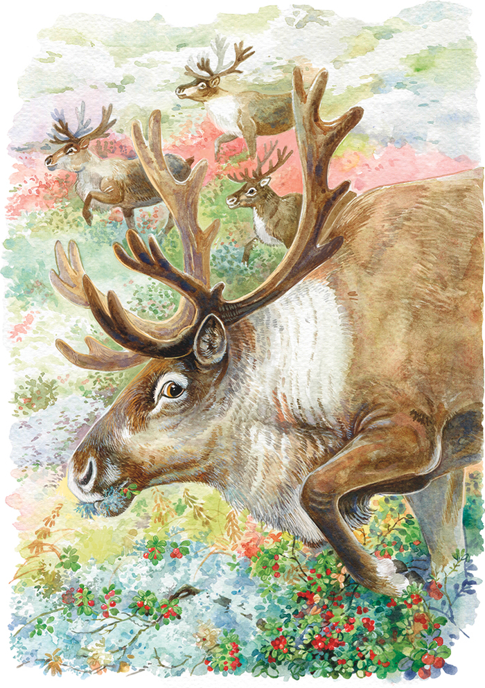 Северные олени с брусникой