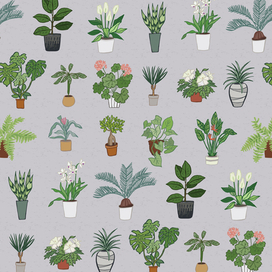 Домашние растения