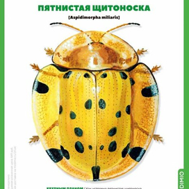 Жук щитоноска Aspidomorpha miliaris. Обложка журнала MODIMIO
