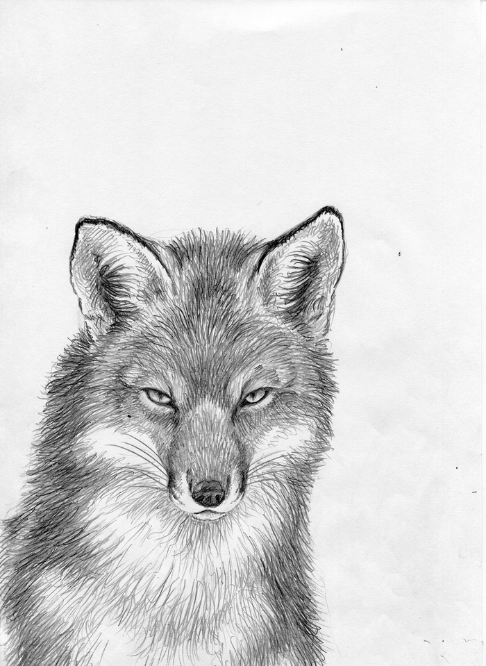 Лис из Рингваака