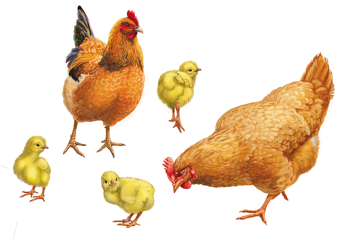 Суповой набор