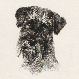 Schnauzer.