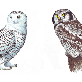 Белая сова. Ястребиная сова.