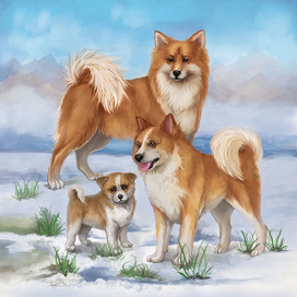 Исландские лайки