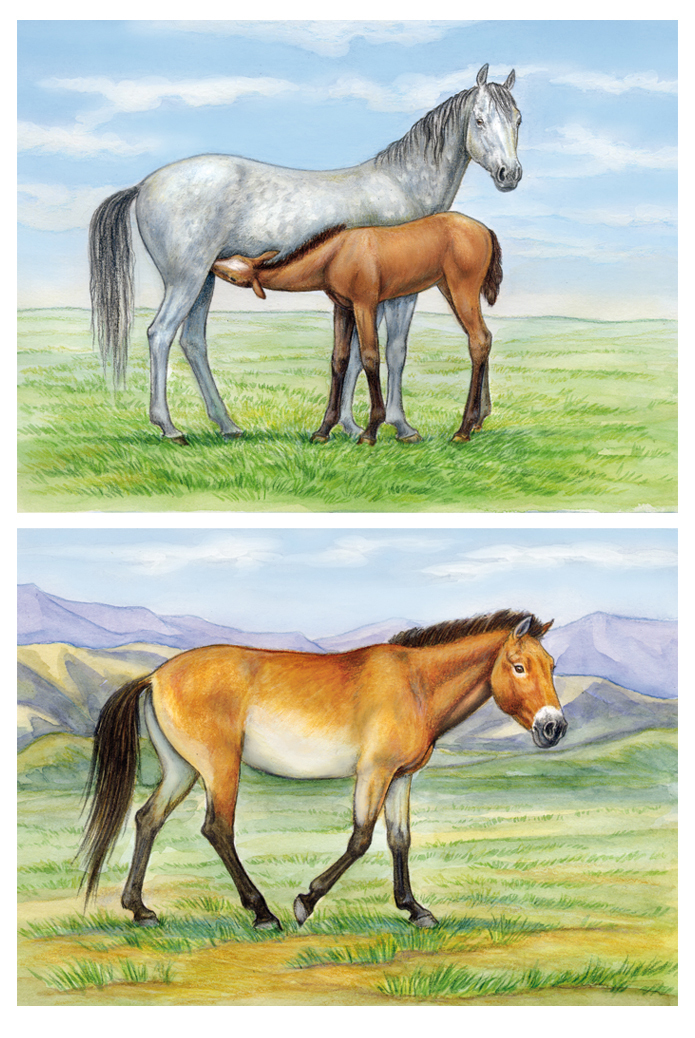 Лошадки домашние и не очень